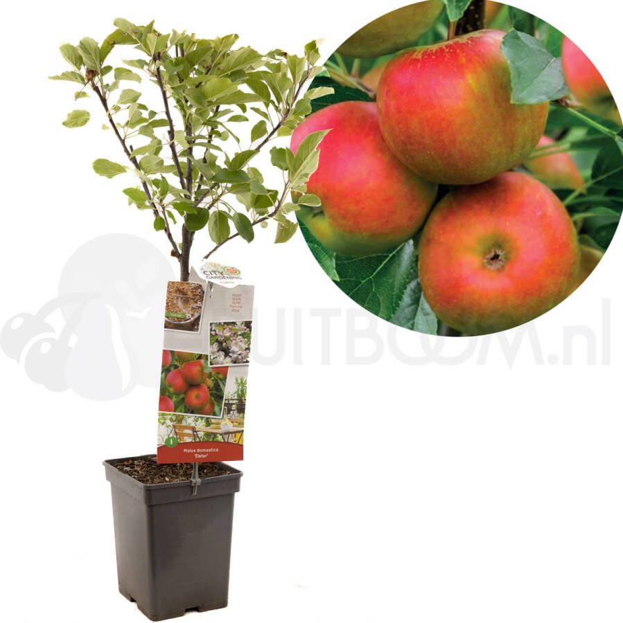 Plantenwinkel.nl Appelboom Elstar (Malus Domestica "Elstar") fruitbomen In 5 liter pot 1 stuks