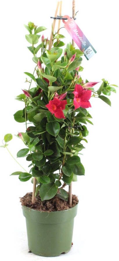 Tuin de Bruijn Mandeville Sundaville rood Mooie klimplant Potmaat Ø19 cm ca. 80cm hoog