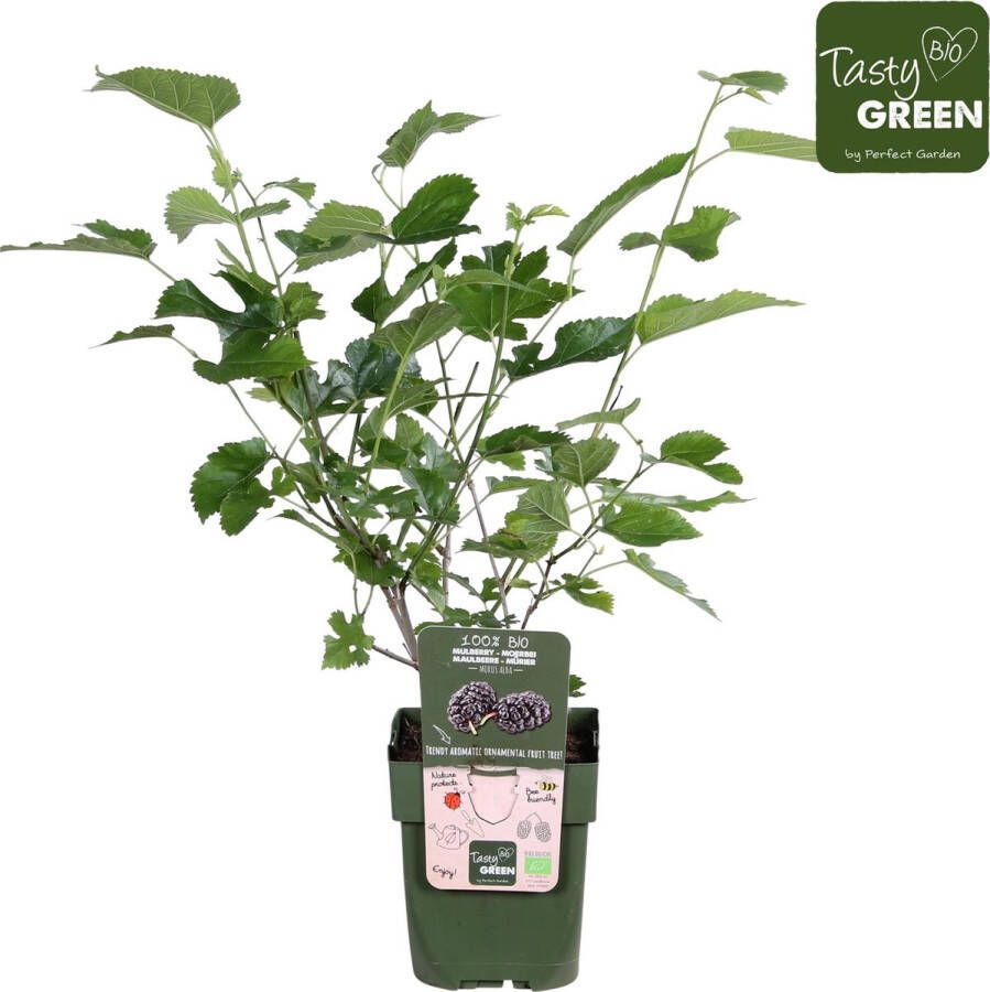 Planteda Hello Plants Morus Nigra Mulle Zwarte Moerbei Fruitboom Ø 13 cm Hoogte: 45 cm