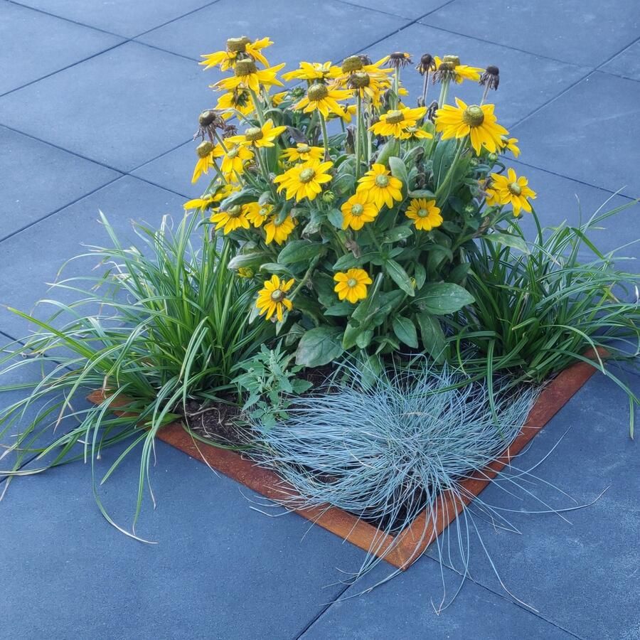 Natuurtegel 30 (vervangt tegel 30x30cm) corten sierbestrating na tegelwippen