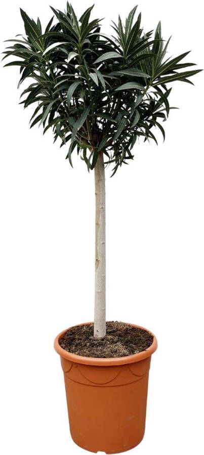 Nerium Oleander boom met witte bloemen 200 cm hoog buitenplant