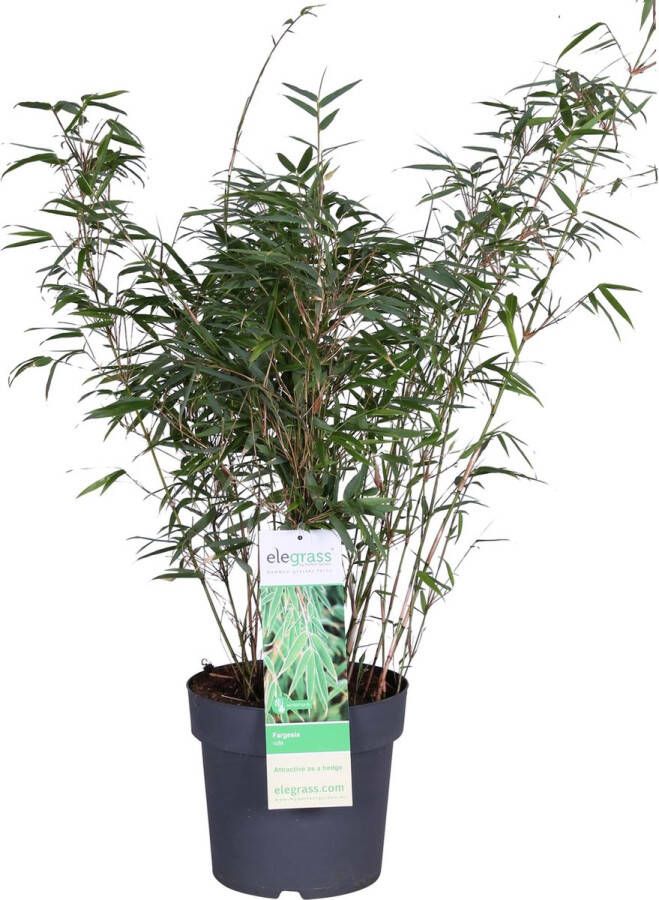 Niet woekerende bamboe Tuinplant Kuipplant Fargesia rufa Ø23 ↨80cm
