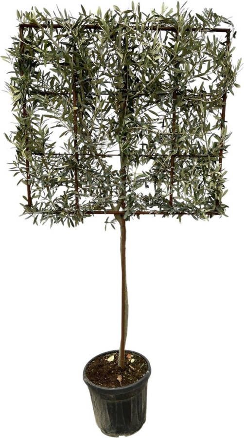 Olea Europaea boom op rek 225 cm Ø40cm