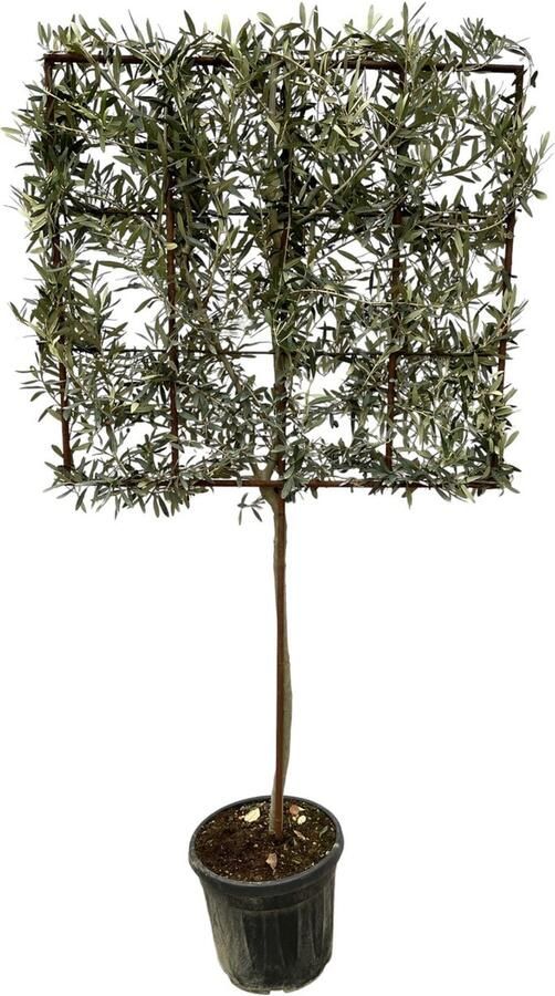 Olea Europaea boom op rek 225 cm Ø40cm