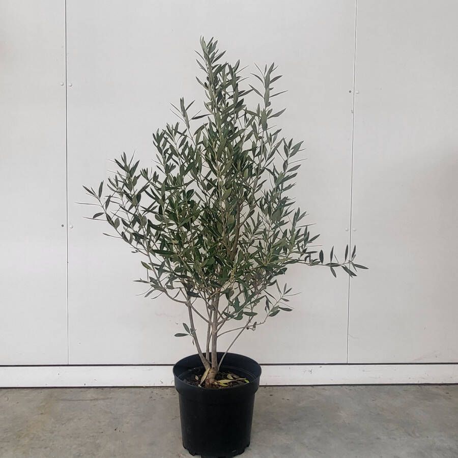 Olea europaea of olijfboom hoogte 2.50 meter STAMOMTREK van 2.20 meter!!! GRATIS LEVERING optioneel met plaatsing!