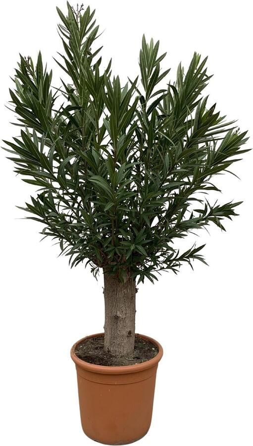 Oleanderplant Bonsai Tuinplant Balkonplant Terrasplant Eenjarige plant (Nerium Oleander Bonsai) ongeveer 190 cm hoog