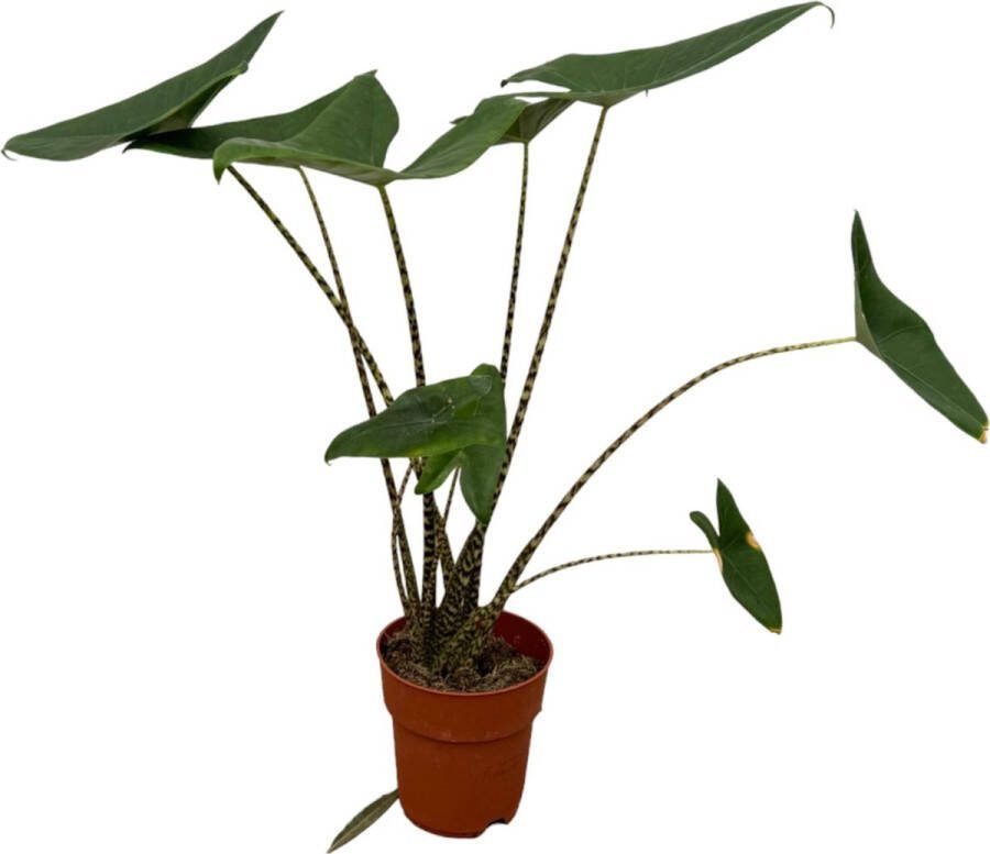 Olifantsoor Zebrina (Alocasia Zebrina) 80 cm Ø19cm adembenemende kamerplant