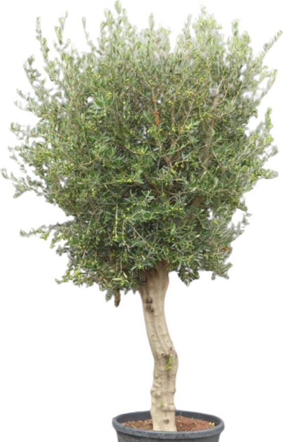 Olijfboom gladde hoge stam met grote kruin
