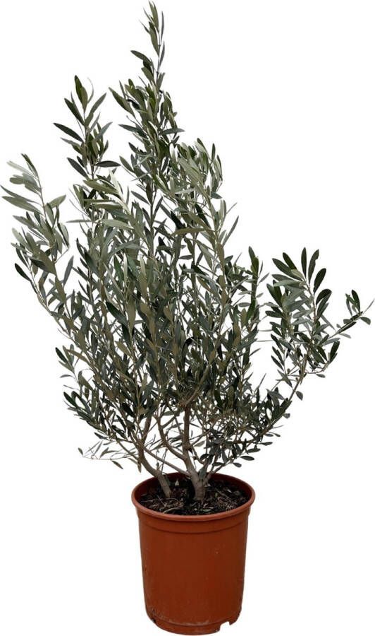 Olijfboom Mediterrane sfeer 100 cm hoog Olijven Olea Europaea struik