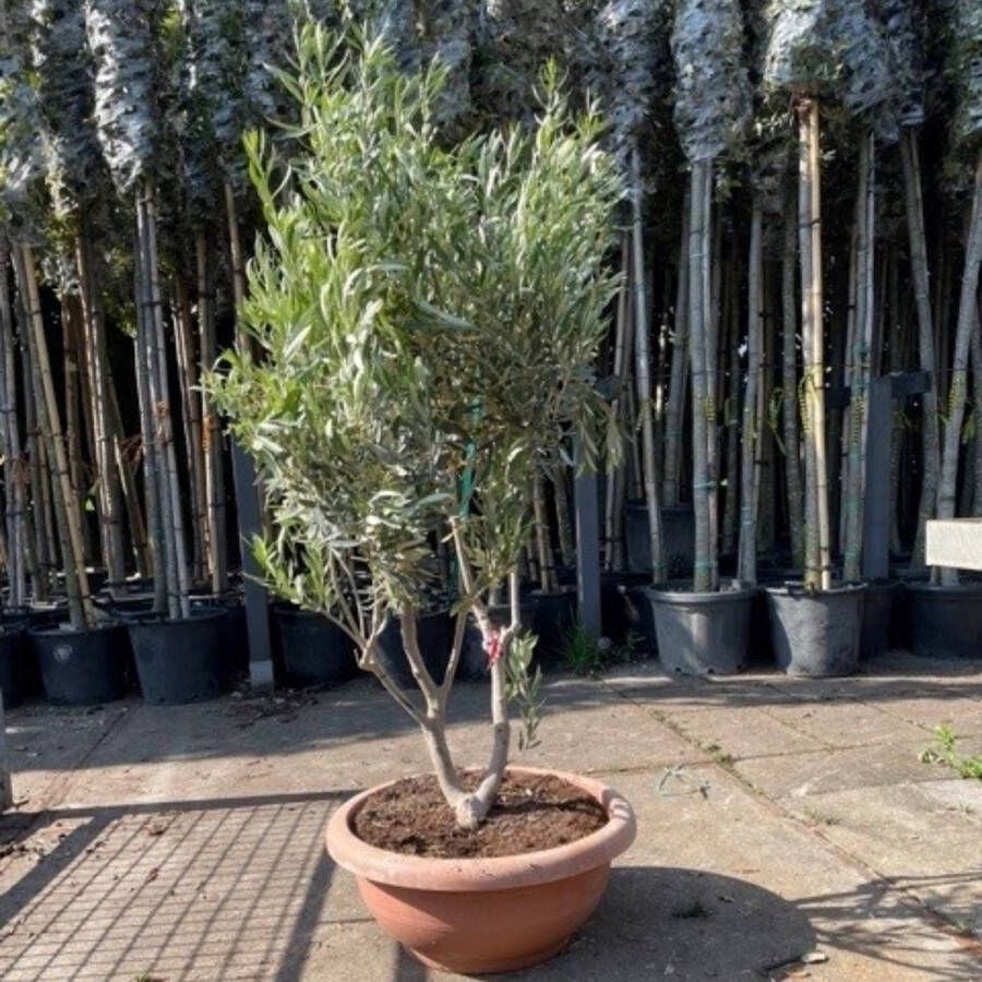 Olijfboom meerstammig Hoogte: 115-150 cm