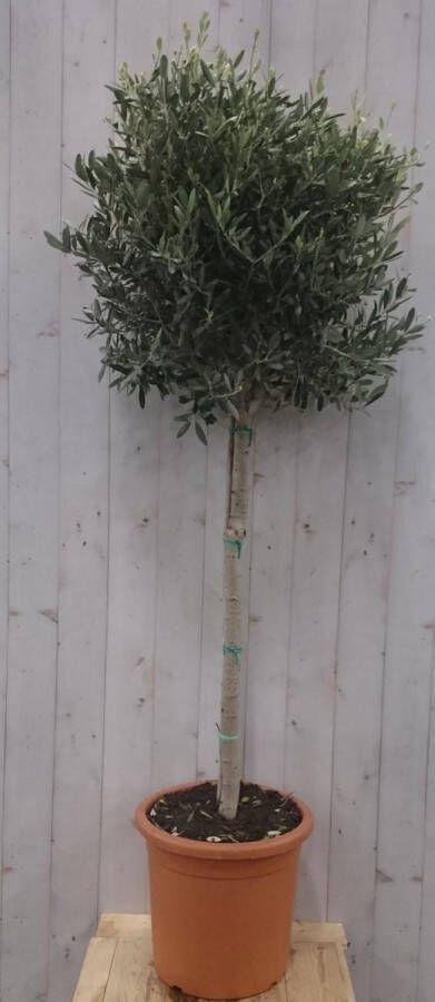 Warentuin Natuurlijk Olijfboom Olea 180 cm