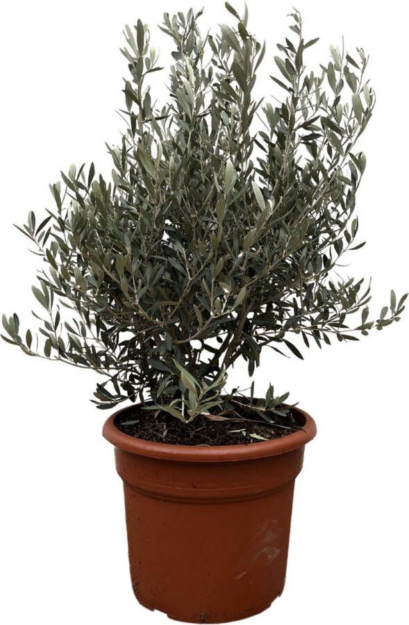 Olijfboom Olea Europaea 130 cm hoog 35 cm potbuitenplant met tropische sfeer