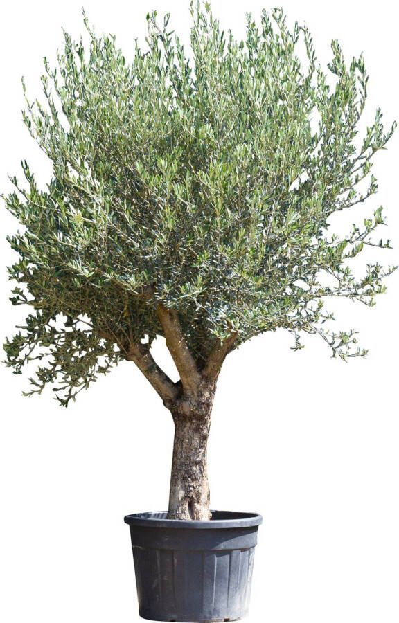 Olijfboom Olea europea 175-225 cm totaalhoogte (40 60 cm stamomtrek)