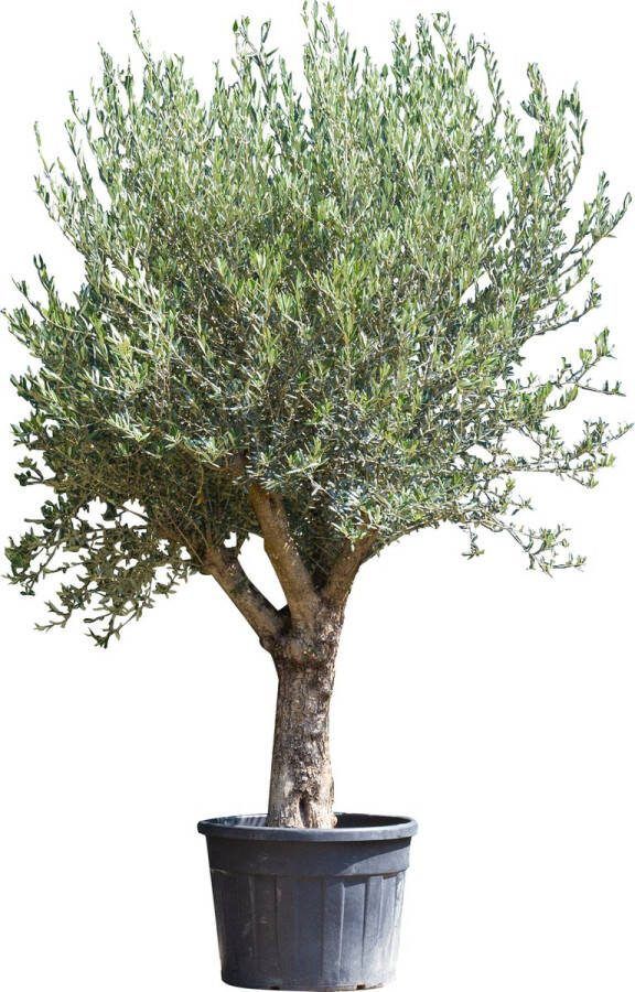 Bomenbezorgd.nl Olijfboom Olea europea 175-225 cm totaalhoogte (40 60 cm stamomtrek)