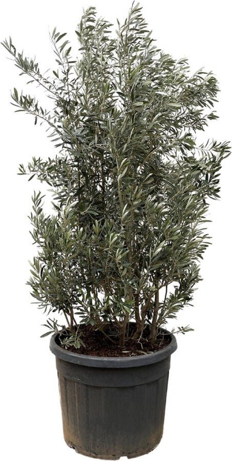 Olijfboom (Olea Europaea) 225 cm hoog groenblijvende olijfboom