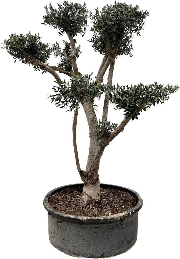 Olijfboom (Olea Europaea Pompon) 2 25 meter hoog