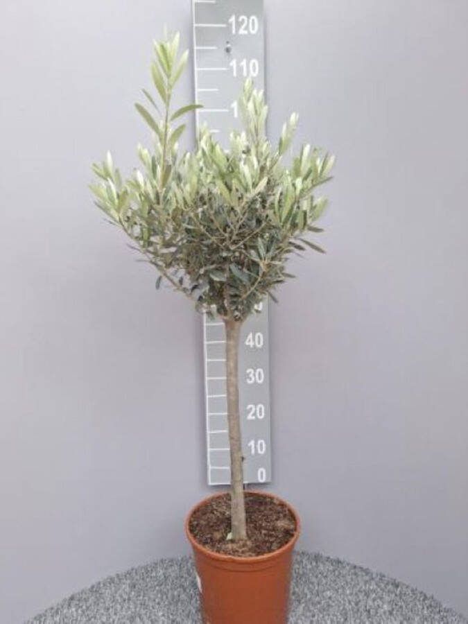 Olijfboom Olea Europea