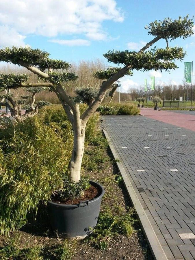 Olijfboom Olea stamhoogte 40 cm en boomhoogte 240 cm de Luxe