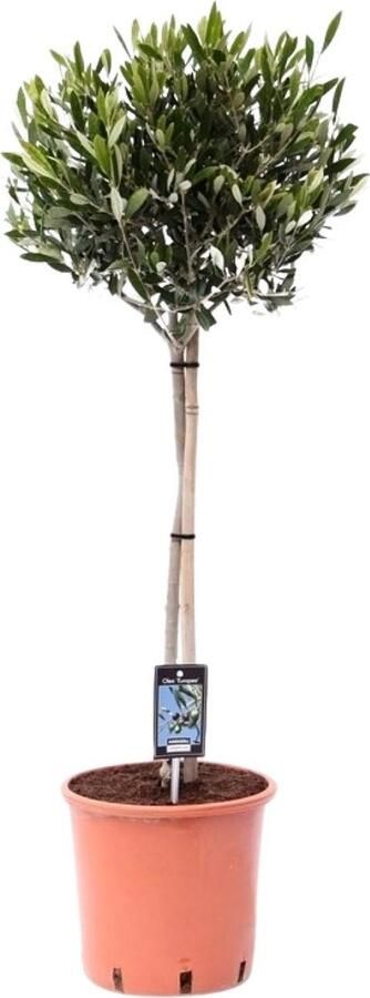 Olijfboom op stam Olea Olijf Ø22cm 100cm