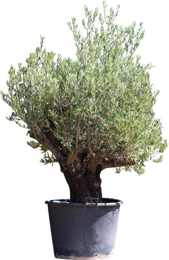 Olijfboom Verdial Olea europaea Verdial 210 cm