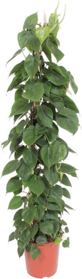Onderhoudsvriendelijke klimplant voor binnenruimtes op gaasrek (Philodendron Scandens) 1.5 meter hoog ø27