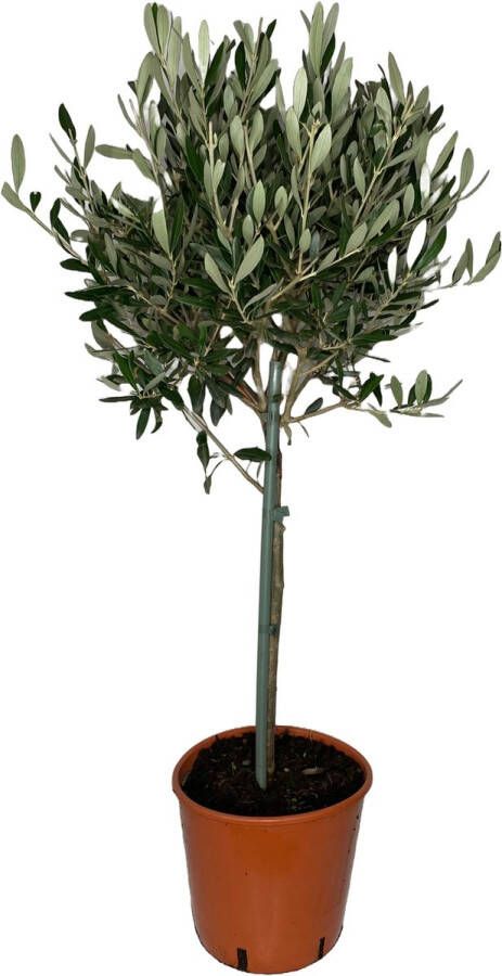 Outletplant Olijfboom Tuinplant Pot 20cm -Hoogte 100cm