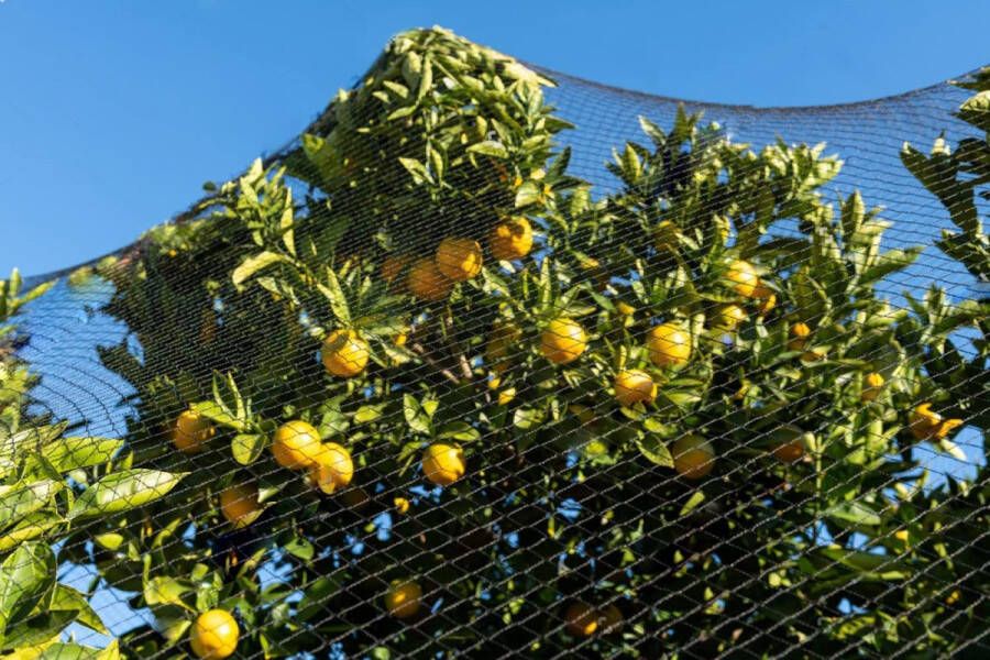 Plantenclips voor tomaten rozen komkommers en andere klimplanten Klimplantenrek