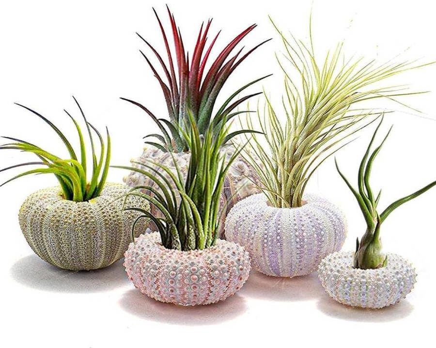Plantenhanger Zee-Egel Shell Opknoping Pot Luchtplant Houder Sappige Display Container Decoratieve Plant Hanger Voor Thuis Tuin Decoraties