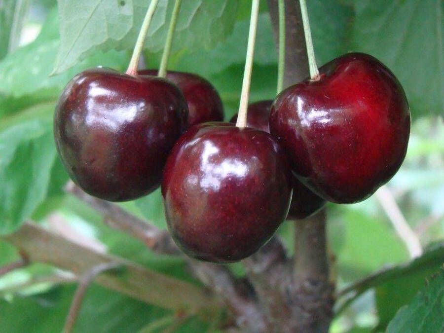 Prunus av. 'Regina' Zoete kers BIO fruitboom