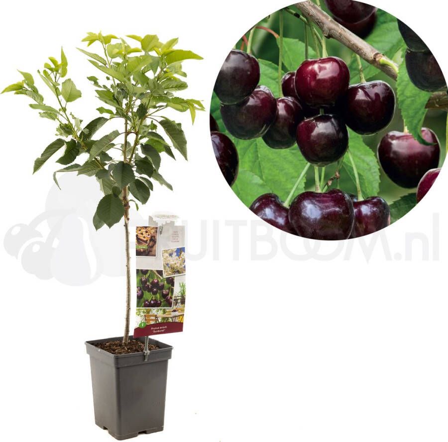 Plantenwinkel.nl Kersenboom (prunus avium "Sunburst") fruitbomen In 5 liter pot 1 stuks