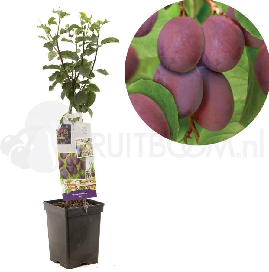 Plantenwinkel.nl Pruimenboom (Prunus Domestica "Opal") fruitbomen
