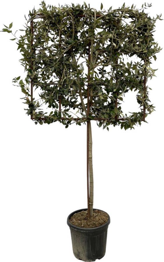 Quercus ilex boom op rek 225 cm Ø40cm