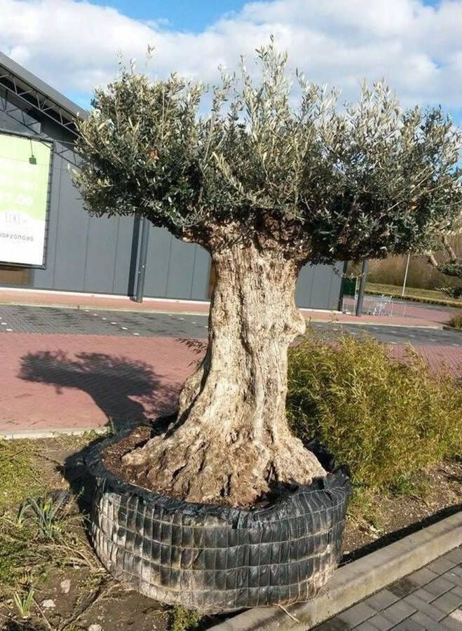 Reuze Olijfboom Olea 300 cm XXXL