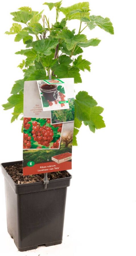 Plantenwinkel.nl Rode bes (ribes rubrum "Jonkheer van Tets") fruitplanten In 5 liter pot 1 stuks
