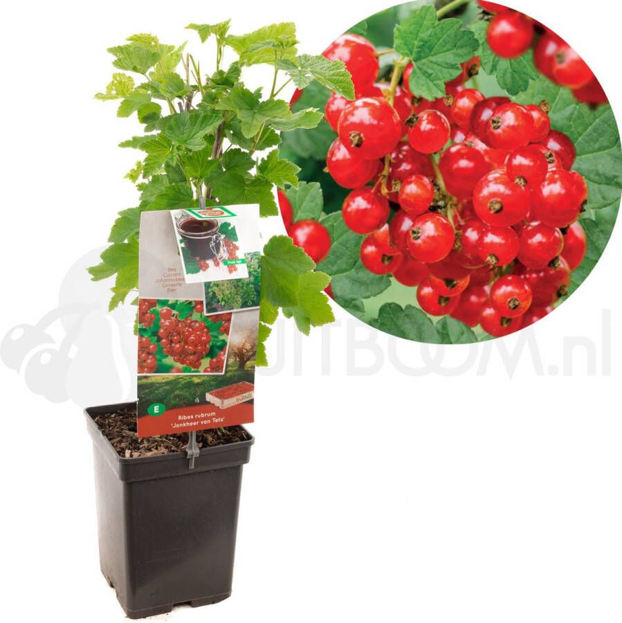 Plantenwinkel.nl Rode bes (ribes rubrum "Jonkheer van Tets") fruitplanten In 5 liter pot 1 stuks