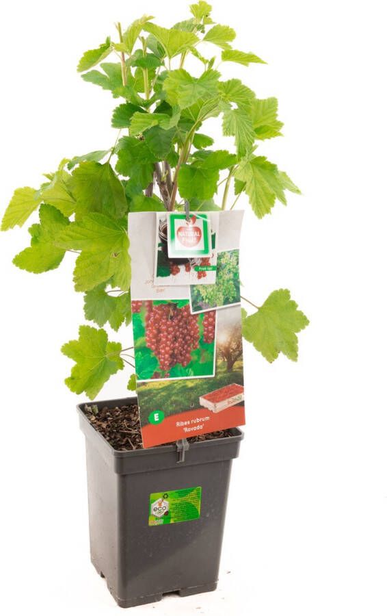 Plantenwinkel.nl Rode bes (ribes rubrum "Rovada") fruitplanten In 5 liter pot 1 stuks