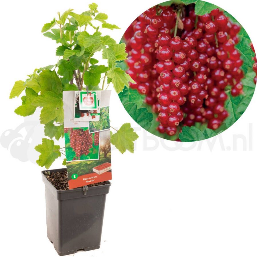 Plantenwinkel.nl Rode bes (ribes rubrum "Rovada") fruitplanten In 5 liter pot 1 stuks