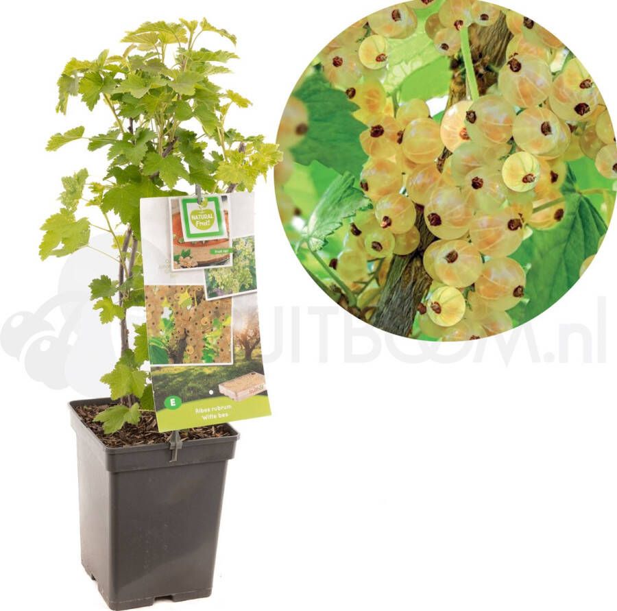 Plantenwinkel.nl Witte bes (ribes rubrum "Witte Parel") fruitplanten In 5 liter pot 1 stuks