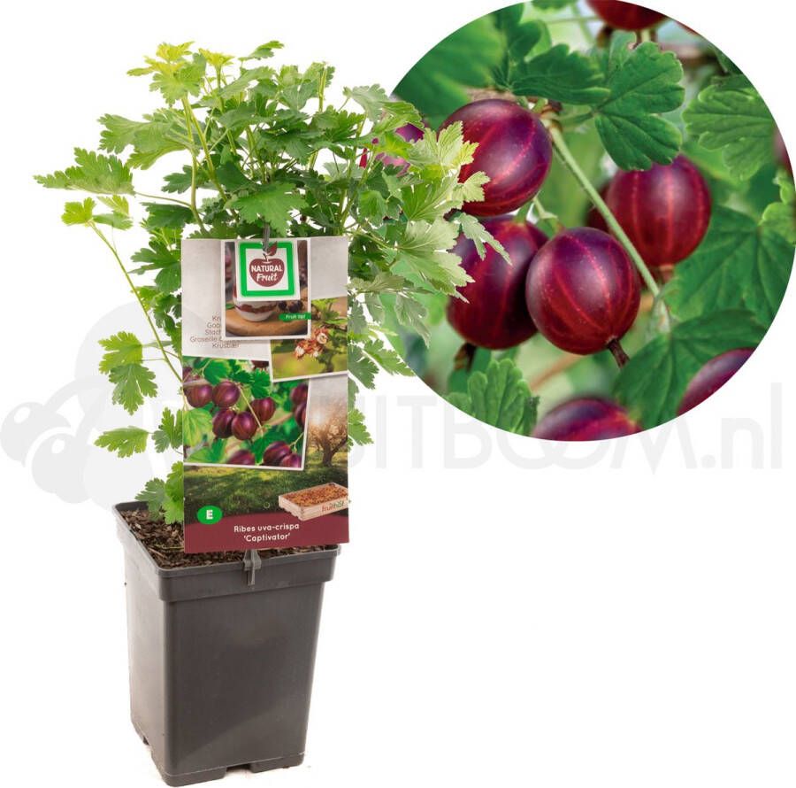 Plantenwinkel.nl Rode kruisbes (ribes uva crispa "Captivator") fruitplanten In 5 liter pot 1 stuks