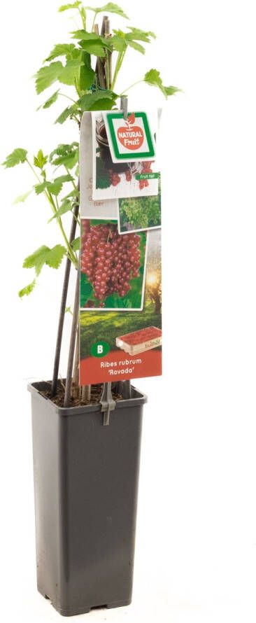 Plantenwinkel.nl Rode bes (ribes rubrum "Rovada") fruitplanten In 2 liter pot 1 stuks
