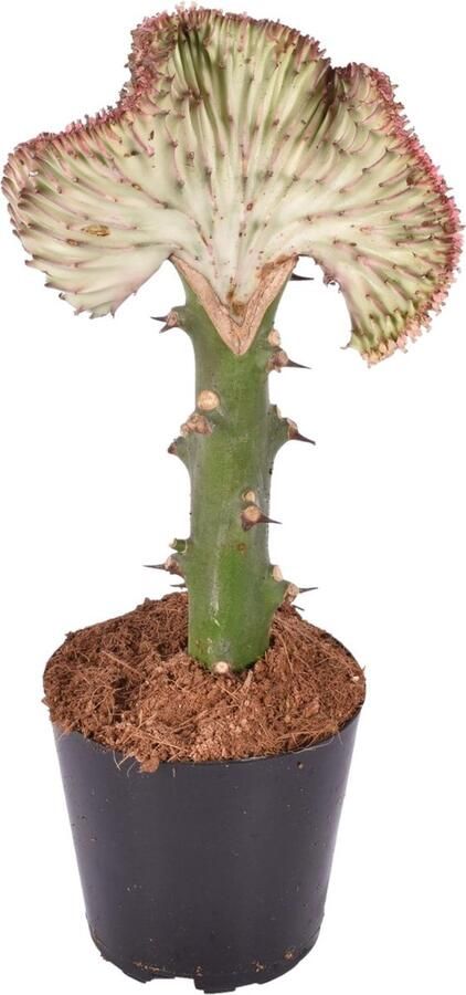 Rode en zeer opvallende kamerplant Euphorbia lactea Cristata 35 cm hoge koraalcactus ø12