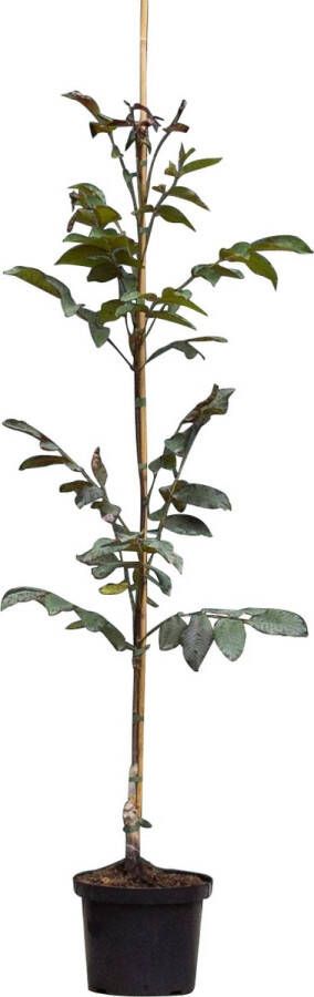 Bomenbezorgd.nl Walnoot Roodbladige Walnotenboom 150-175 cm totaalhoogte (1-3 cm stamomtrek) ''Juglans r. Purpurea