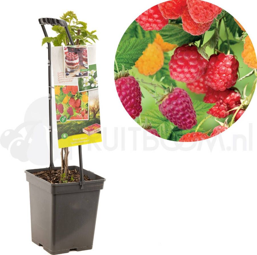 Plantenwinkel.nl Framboos mix 2 fruitplanten