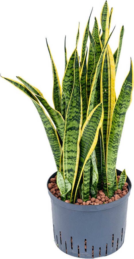 Plantenwinkel.nl Sansevieria laurentii L hydrocultuur plant