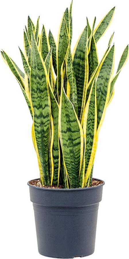 Plantenwinkel.nl Sansevieria laurentii XL kamerplant