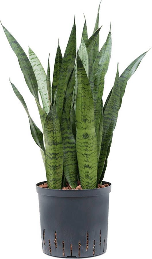 Plantenwinkel.nl Sansevieria zeylanica L hydrocultuur plant