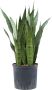 Plantenwinkel.nl Sansevieria zeylanica L hydrocultuur plant - Thumbnail 1