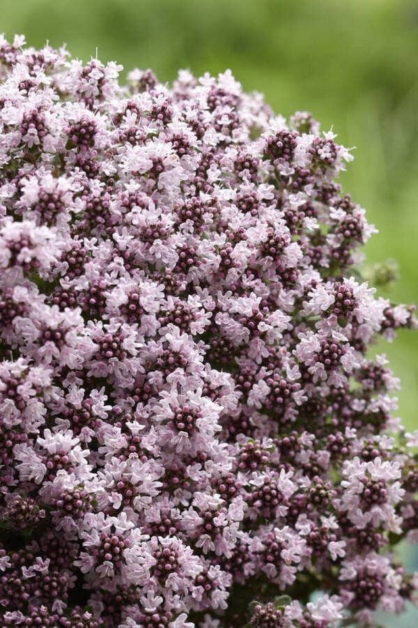Set van 12 stuks Thymus praecox 'Pink Chintz' Kruiptijm in p9 kweekpotten Roze bloei Wintergroen