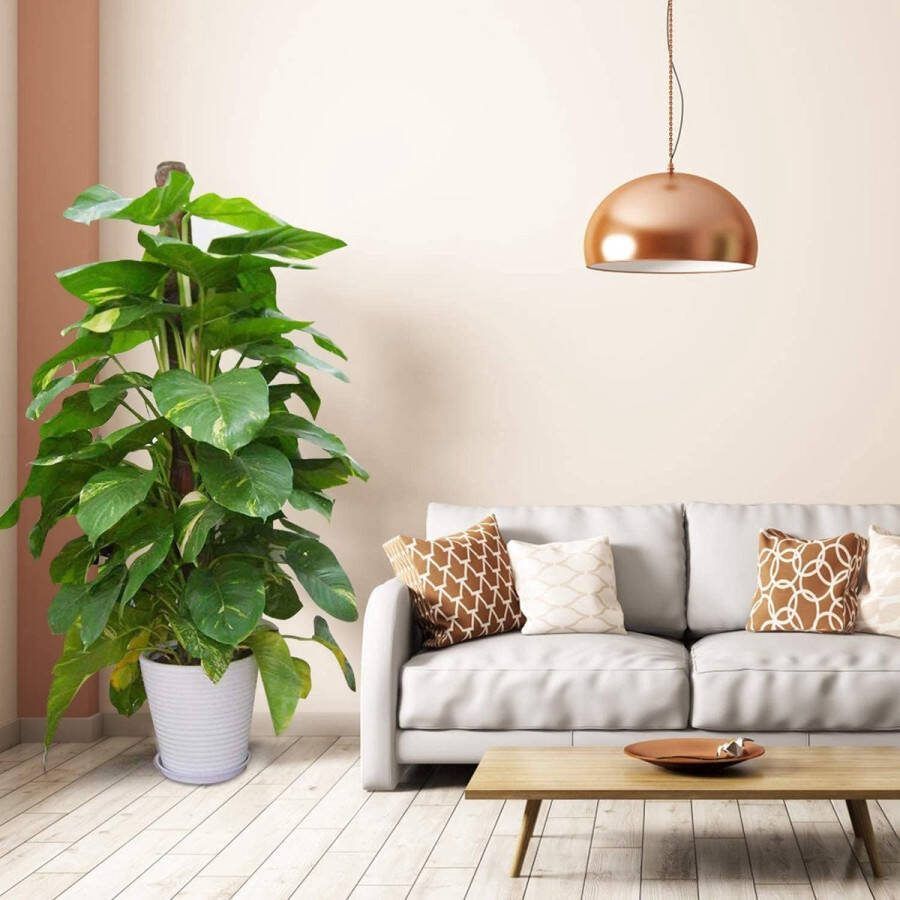 Set van 2 plantenstokken van 40 cm kokosmosstokken voor planten plantenstokken trellisstokken monstera-klimhulpmiddelen kokosstokken voor klimplanten met 1 rol klittenbandkabelbinders 4 plantenlabels