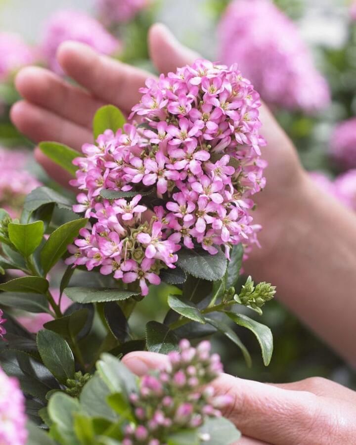 Set van 2 stuks Escallonia laevis 'Pink Elle' (='Lades') in 3 liter kweekpotten met planthoogte 20-40cm Wintergroen Roze bloei
